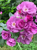 Rhapsody in Blue "Extra grote Klimroos" reeds 200-250 cm 20 ltr pot (C20)