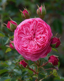 Princess Alexandra of Kent 6 ltr pot (C6)