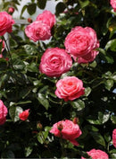 Rosa Rosanna, extra grote klimroos reeds 200-250 cm C20