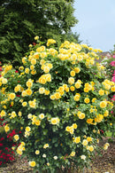 Rosa Sommer Gold Extra grote klimroos C20 Reeds 2 - 2.5 mtr