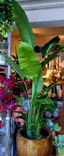 Strelitzia Nicolai XXL