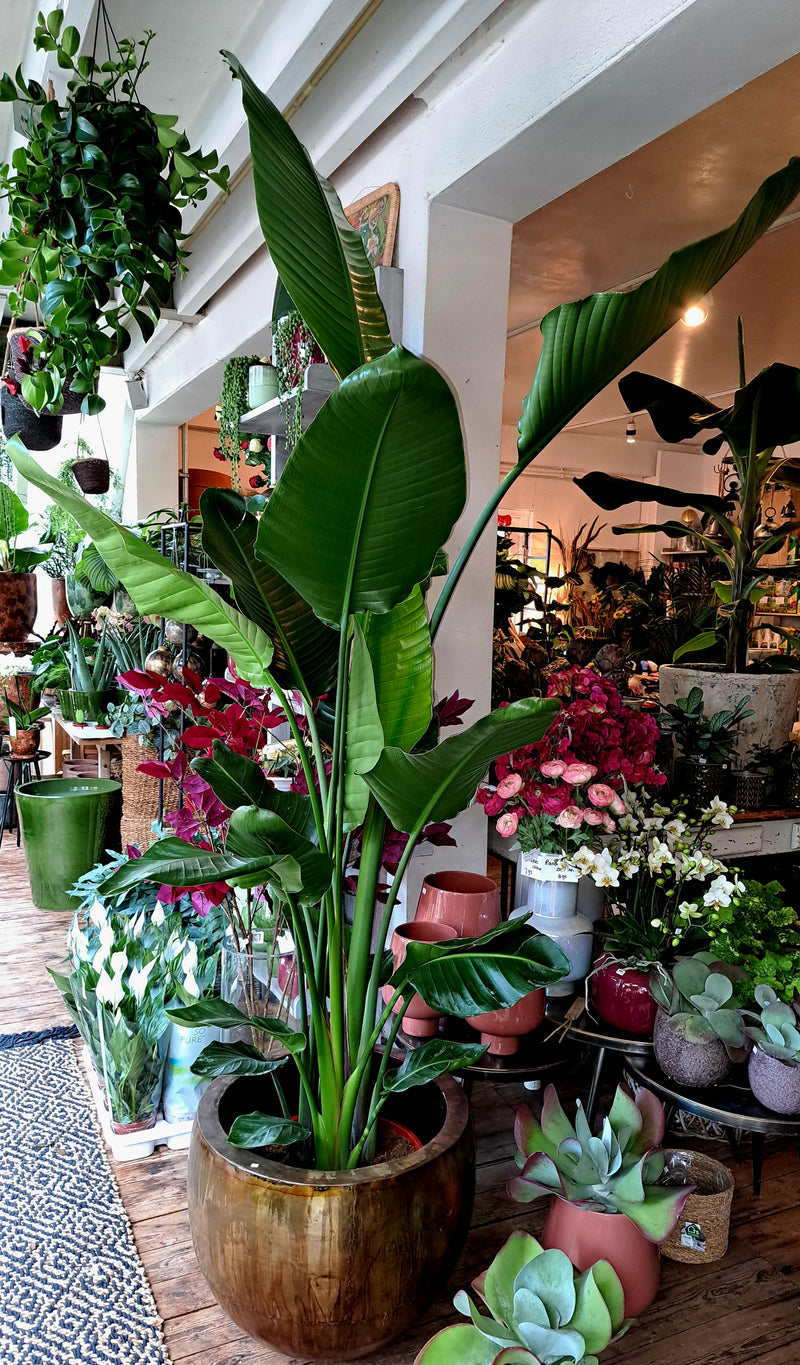 Strelitzia Nicolai XXL