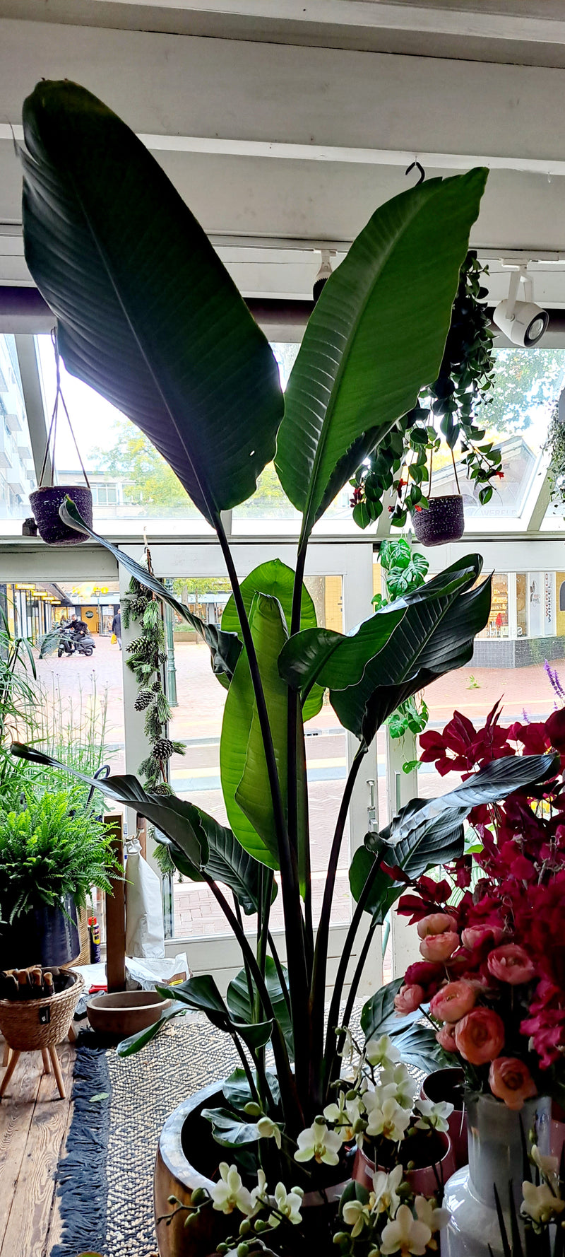 Strelitzia Nicolai XXL
