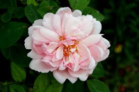 Rosa Albertine