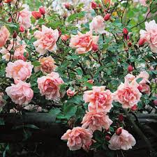 Rosa Albertine