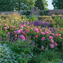 Princess Alexandra of Kent 6 ltr pot (C6)