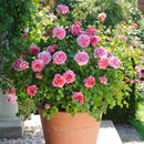 Princess Alexandra of Kent 6 ltr pot (C6)