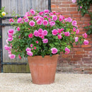 Princess Alexandra of Kent 6 ltr pot (C6)