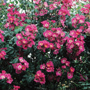 American Pillar "Extra grote Klimroos" reeds 200-250 cm 20 ltr pot (C20)