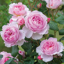 Rosa The Ancient Mariner 6 ltr pot (C6)