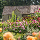 Rosa The Ancient Mariner 6 ltr pot (C6)