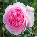Rosa The Ancient Mariner 6 ltr pot (C6)