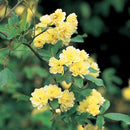Rosa Banksiae Lutea 200-250cm 20 ltr (C20)