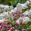 Desdemona 6 ltr pot (C6)