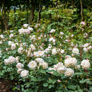 Desdemona 6 ltr pot (C6)