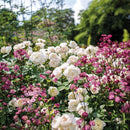 Desdemona 6 ltr pot (C6)