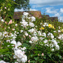 Desdemona 6 ltr pot (C6)