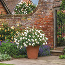 Desdemona 6 ltr pot (C6)