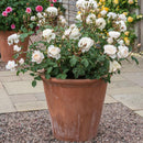 Desdemona 6 ltr pot (C6)