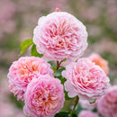 Rosa Eustacia Vye C6 (6 liter pot)