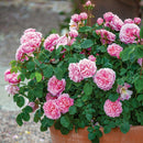 Rosa Eustacia Vye C6 (6 liter pot)