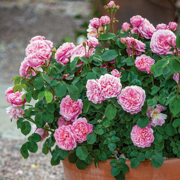 Rosa Eustacia Vye C6 (6 liter pot)