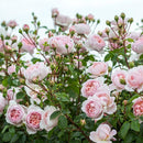 Wildeve 6 ltr pot (C6)