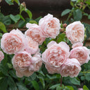 The Generous Gardener C6 Engelse klimroos