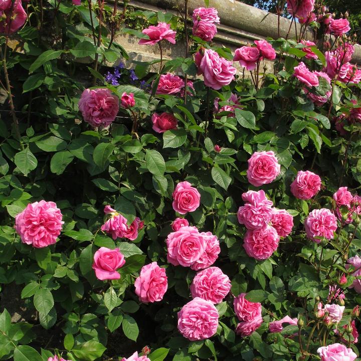 Gertrude Jekyll Engelse klimroos