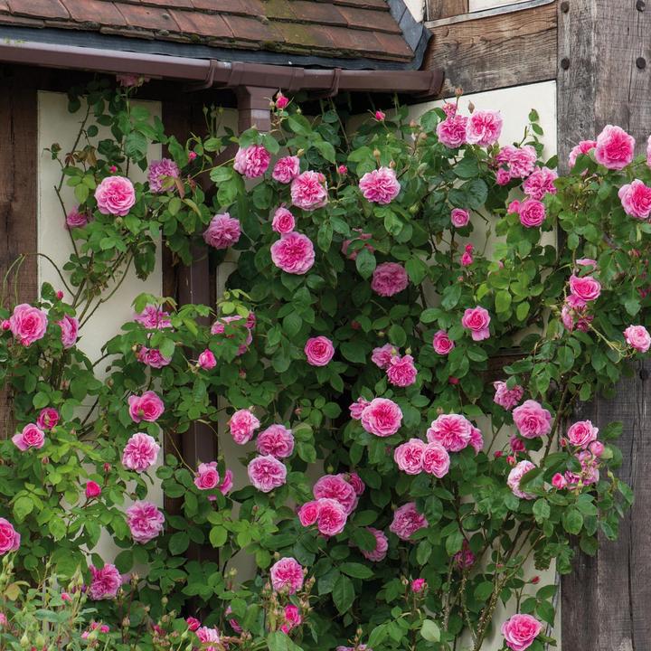 Gertrude Jekyll Engelse klimroos