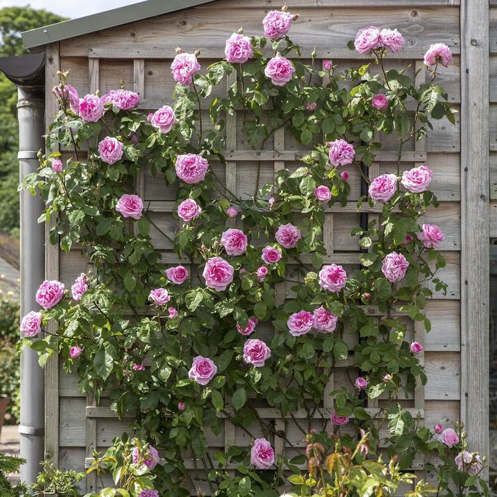 Gertrude Jekyll Engelse klimroos