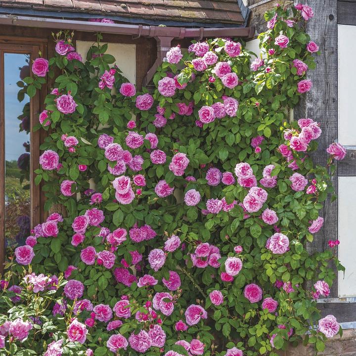 Gertrude Jekyll Engelse klimroos