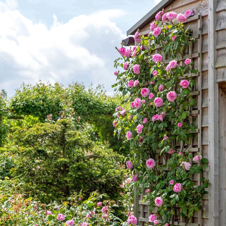 Gertrude Jekyll Engelse klimroos