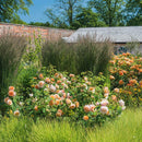 Grace 6 ltr pot (C6)