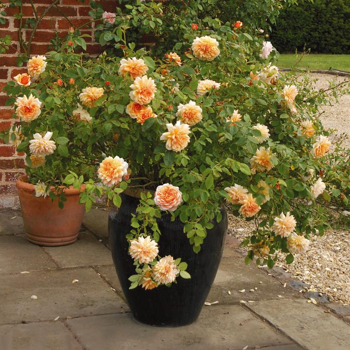 Grace 6 ltr pot (C6)