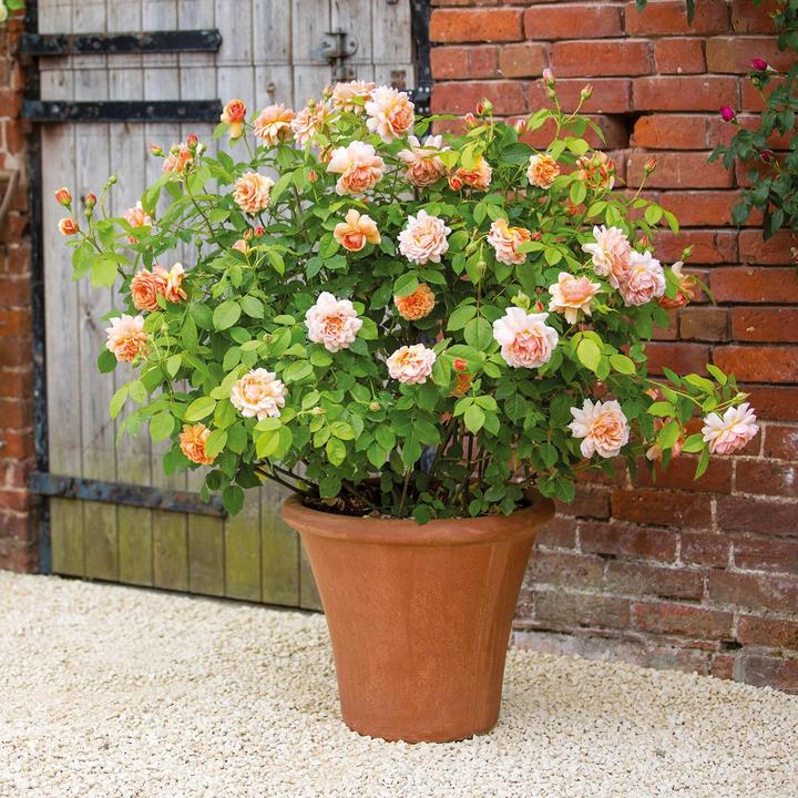 Grace 6 ltr pot (C6)