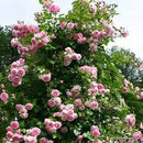 Jasmina "Extra grote Klimroos" reeds 200-250 cm 20 ltr pot (C20)