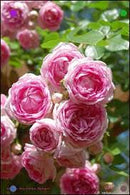 Jasmina "Extra grote Klimroos" reeds 200-250 cm 20 ltr pot (C20)