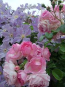 Jasmina "Extra grote Klimroos" reeds 200-250 cm 20 ltr pot (C20)