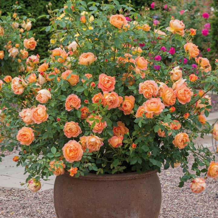 Lady of Shalott 6 ltr pot (C6)