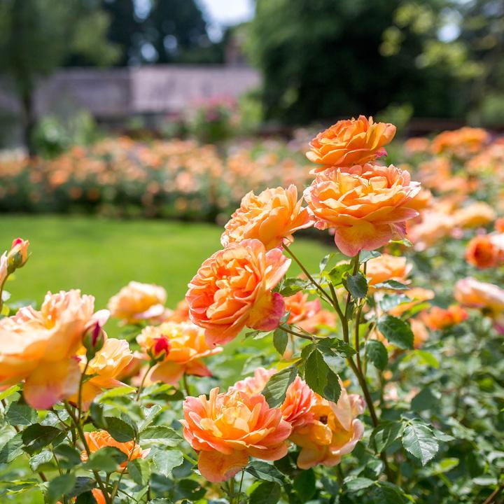 Lady of Shalott 6 ltr pot (C6)