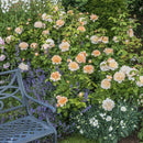 Rosa The Lady Gardener 6 ltr pot (C6)