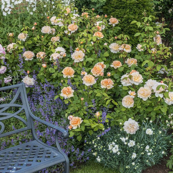 Rosa The Lady Gardener 6 ltr pot (C6)
