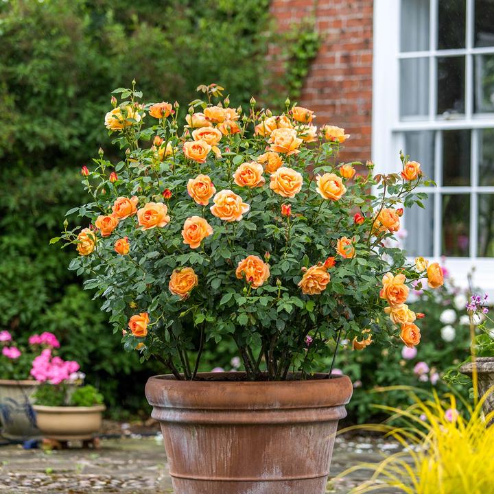 Lady of Shalott 6 ltr pot (C6)