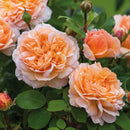 Rosa The Lady Gardener 6 ltr pot (C6)