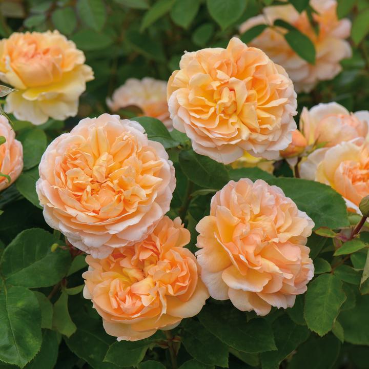Rosa The Lady Gardener 6 ltr pot (C6)