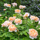 Rosa The Lady Gardener 6 ltr pot (C6)