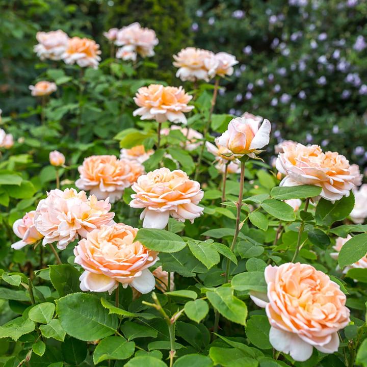 Rosa The Lady Gardener 6 ltr pot (C6)
