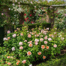 Rosa The Lady Gardener 6 ltr pot (C6)