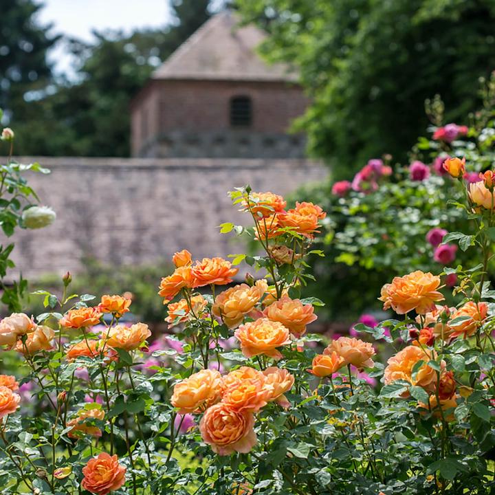 Lady of Shalott 6 ltr pot (C6)